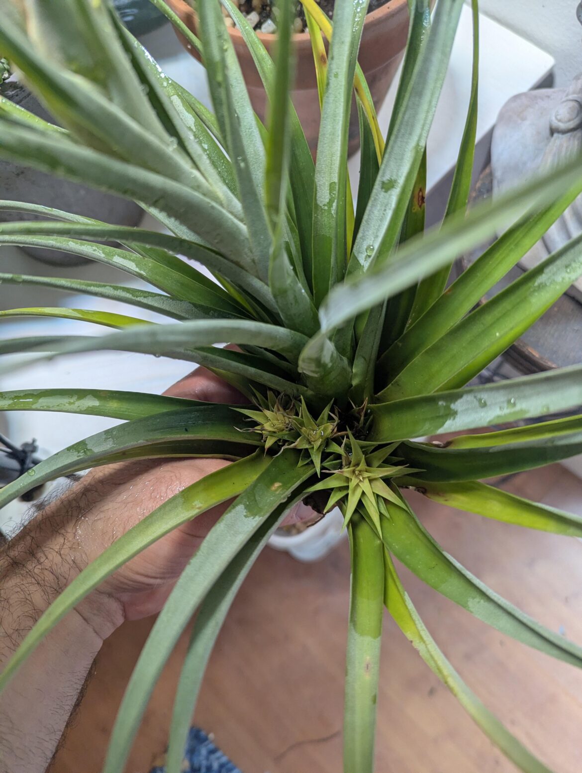 Air plant miscarriage Air plant miscarriage
