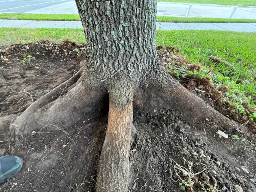 Live Oak planted about 17 years ago with fabric, lots of rocks, and one of those watering bags Live Oak planted about 17 years ago with fabric, lots of rocks, and one of those watering bags