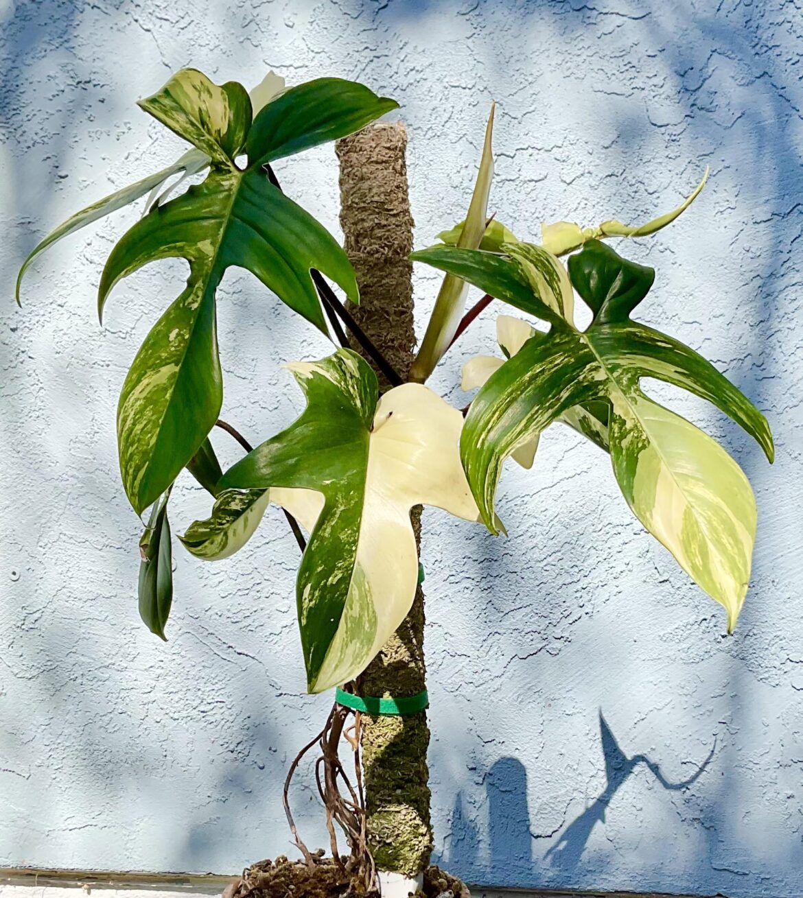 Still rare?  Florida Beauty