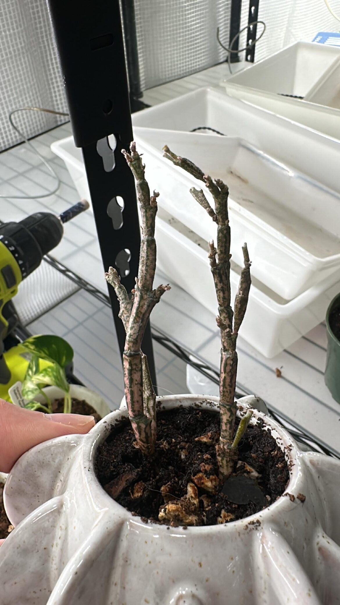 ID help, please 😫