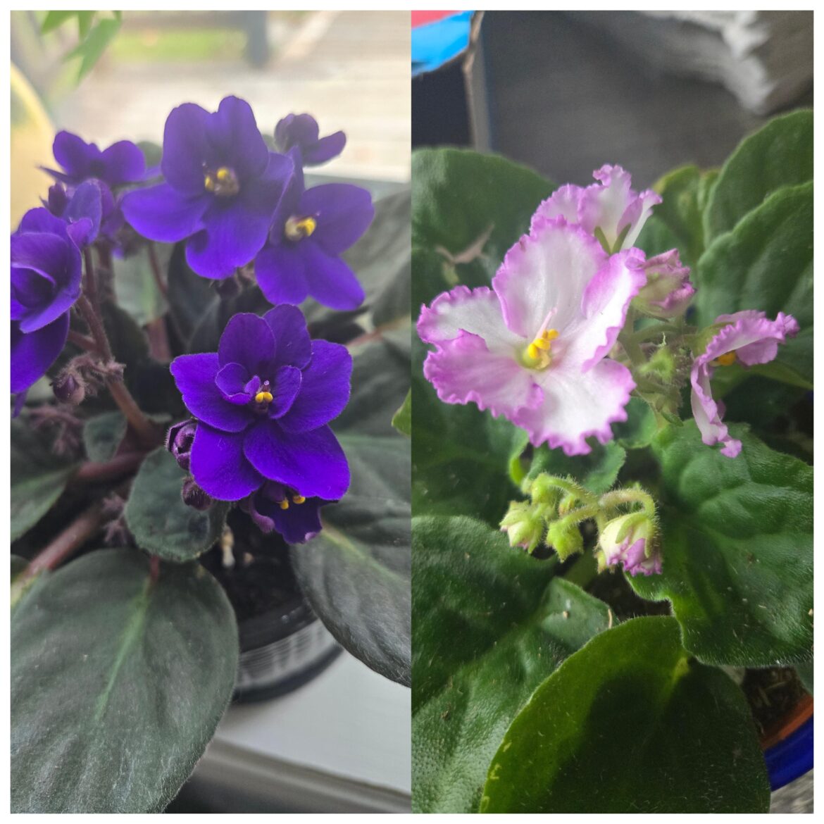 Help identifying variations