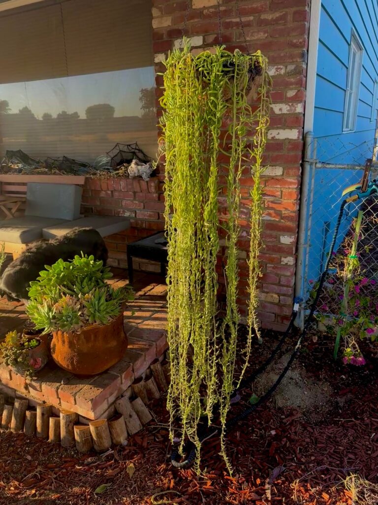 I love my climbing/hanging succulents 😍