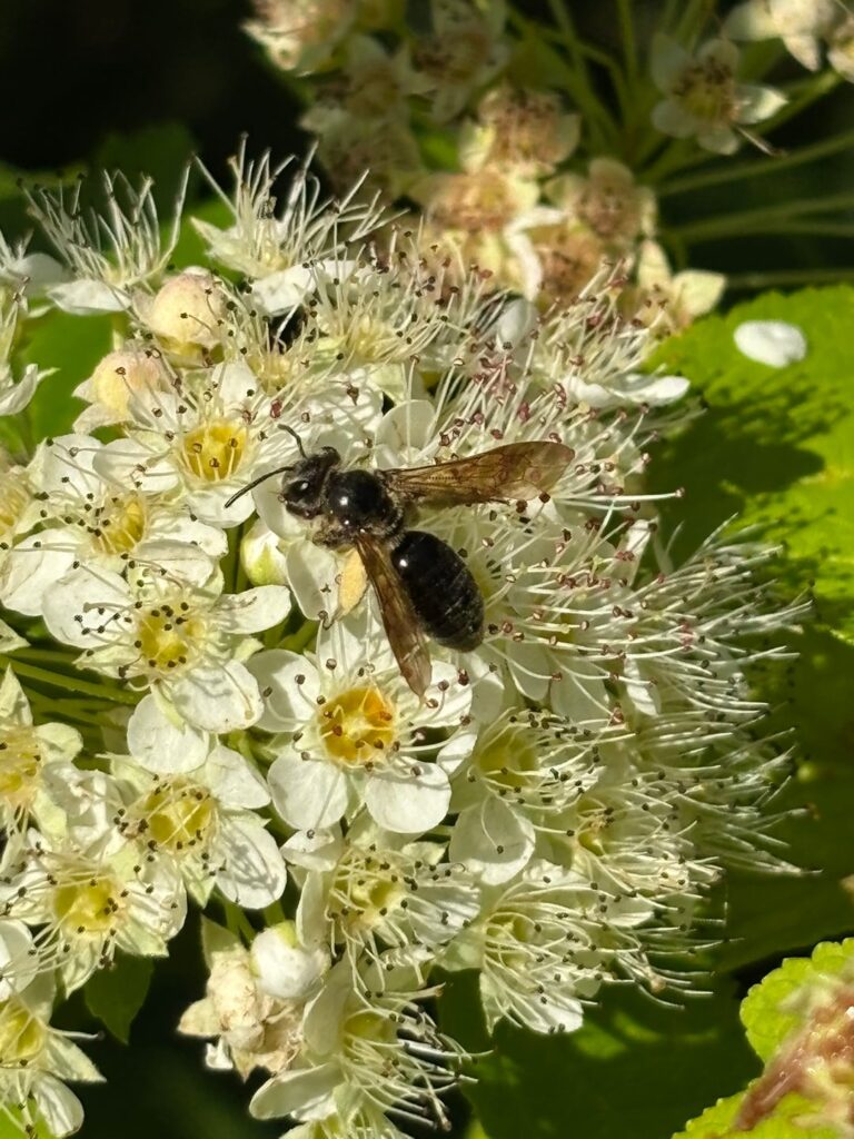 Now that the blooms are almost done in my area, I wanted to share some of the “lesser covered” insect species I’ve seen in my native plantings this year Now that the blooms are almost done in my area, I wanted to share some of the "lesser covered" insect species I've seen in my native plantings this year