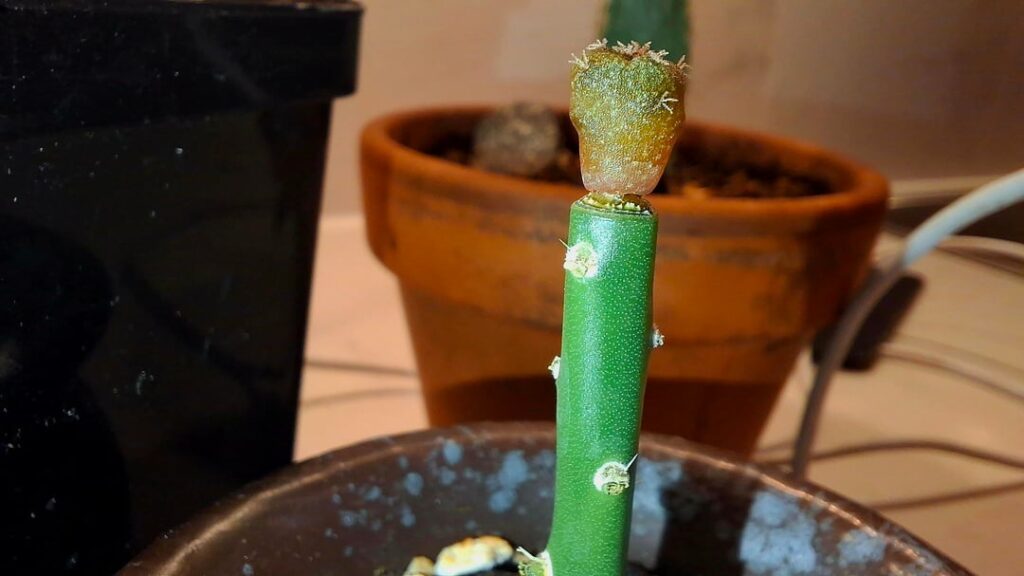 Update on Grafts