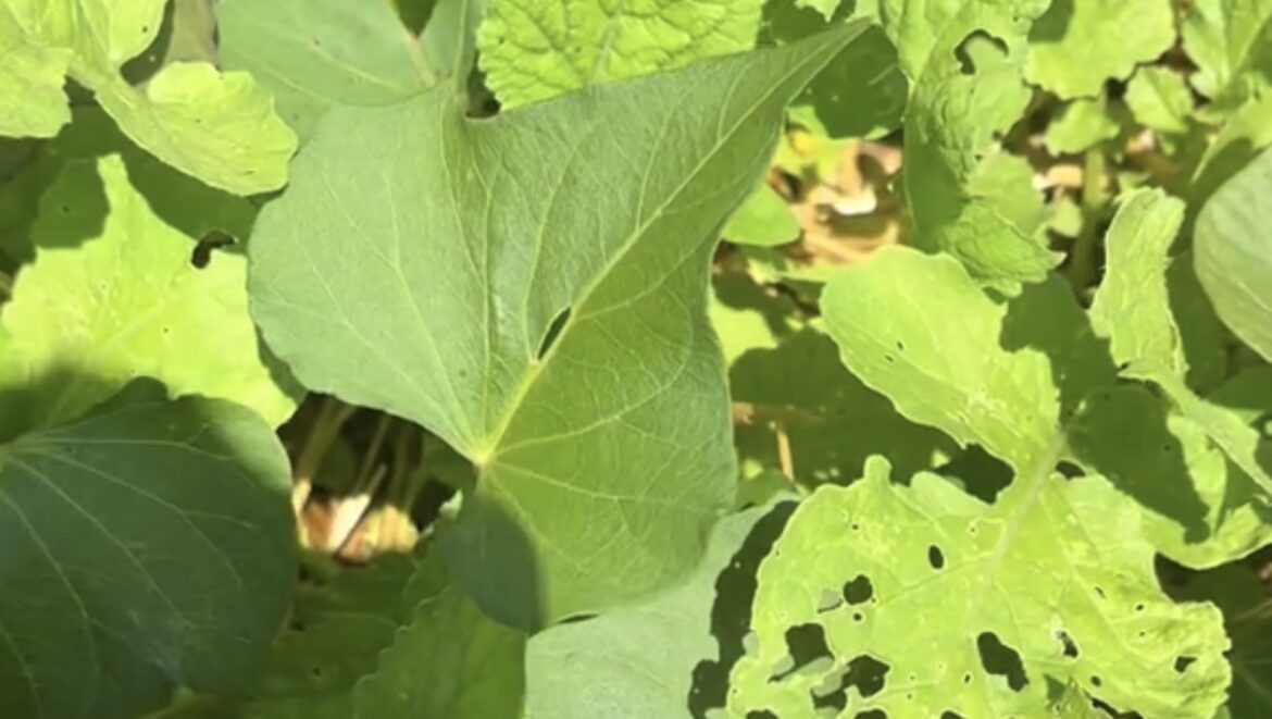 Gardener shares simple hack for thriving plants: ‘Who knew?’ "Great idea!"