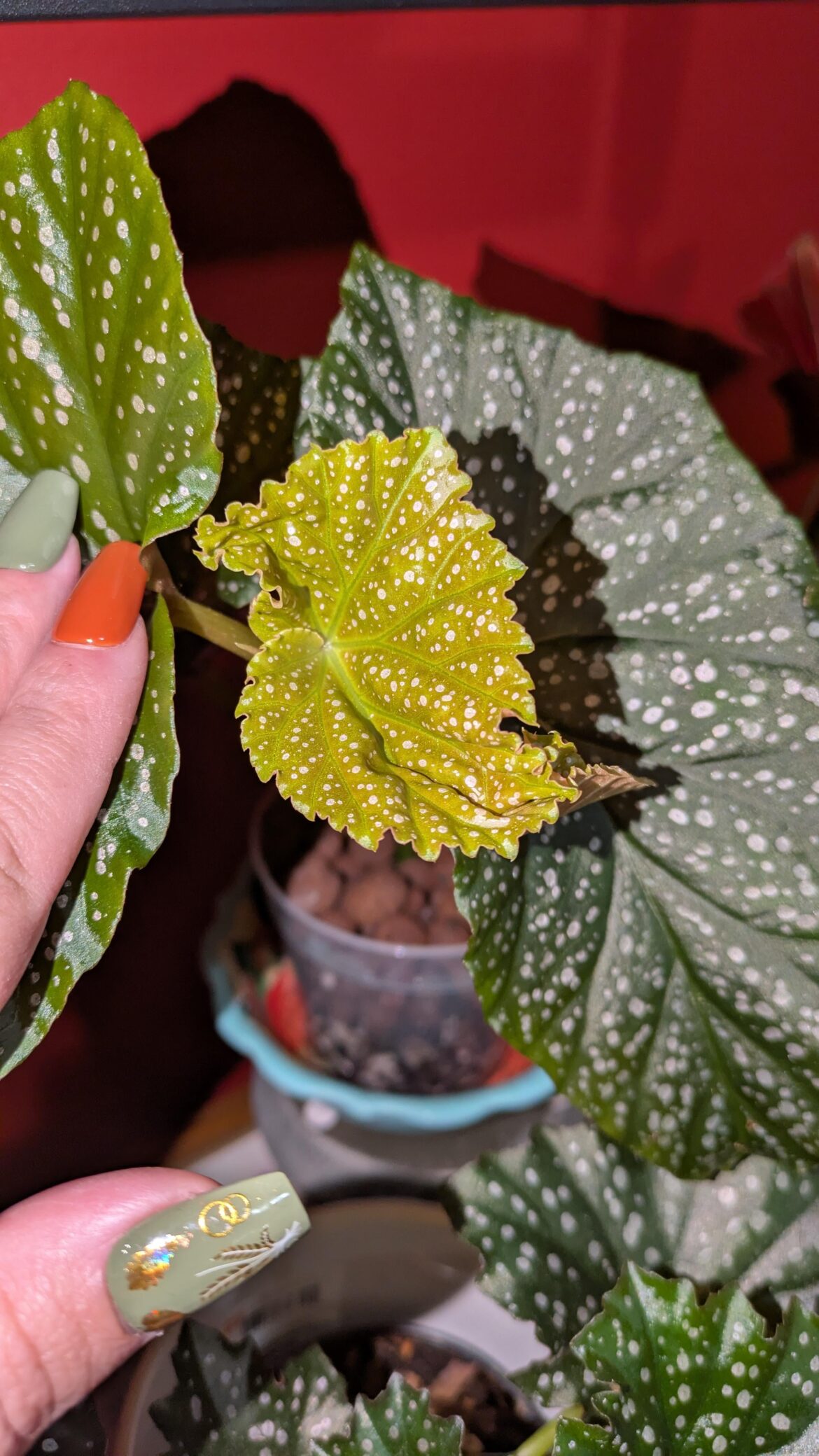 I love new Begonia leaves!