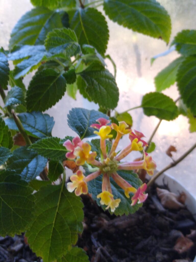 Small plant, woody stems, leaves smell minty-ish. Flowers are yellow when they open, but turn pink after a few days. Probably a common houseplant since I got it at the supermarket.