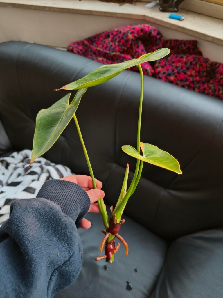 Anthurium andreanum