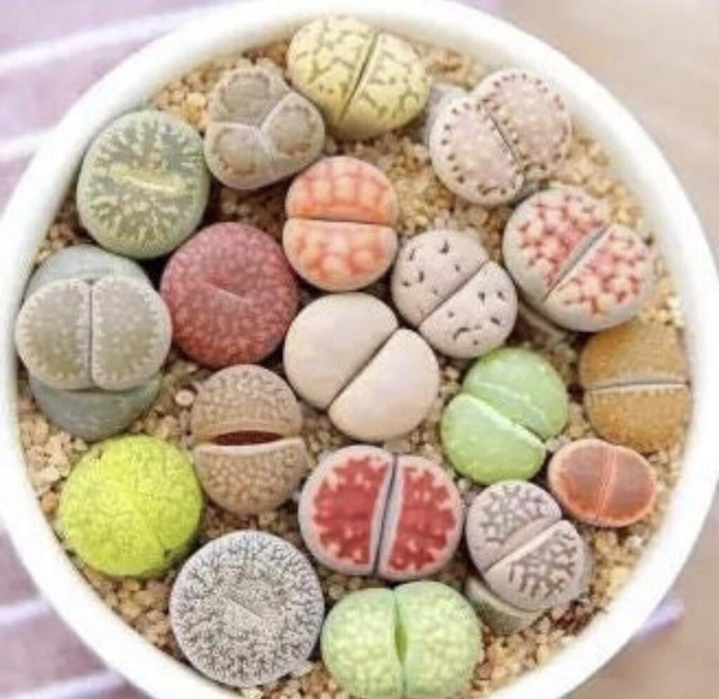 Growing from Seed? Growing from Seed?