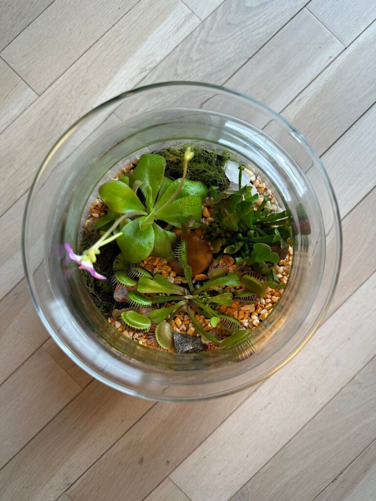 I made this terrarium yesterday, first time with carnivorous plants