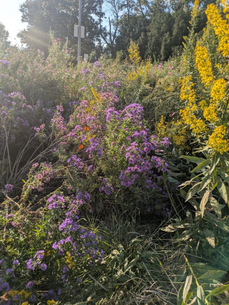 Gardener got the wrong lawn