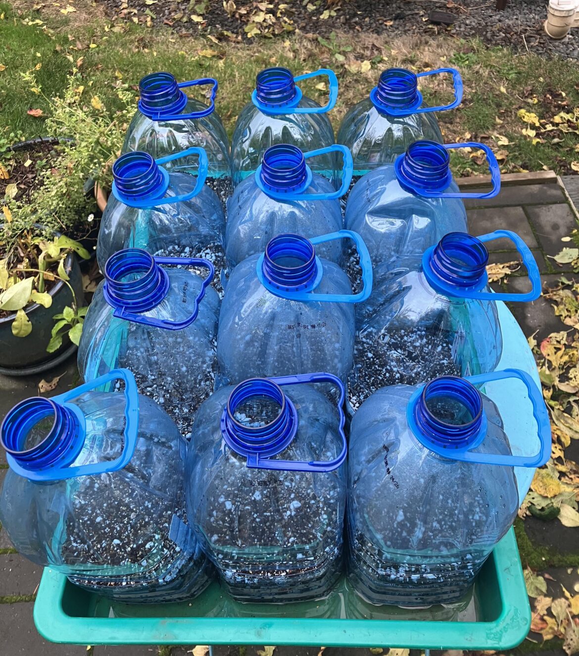 Any other freaks already winter sowing?