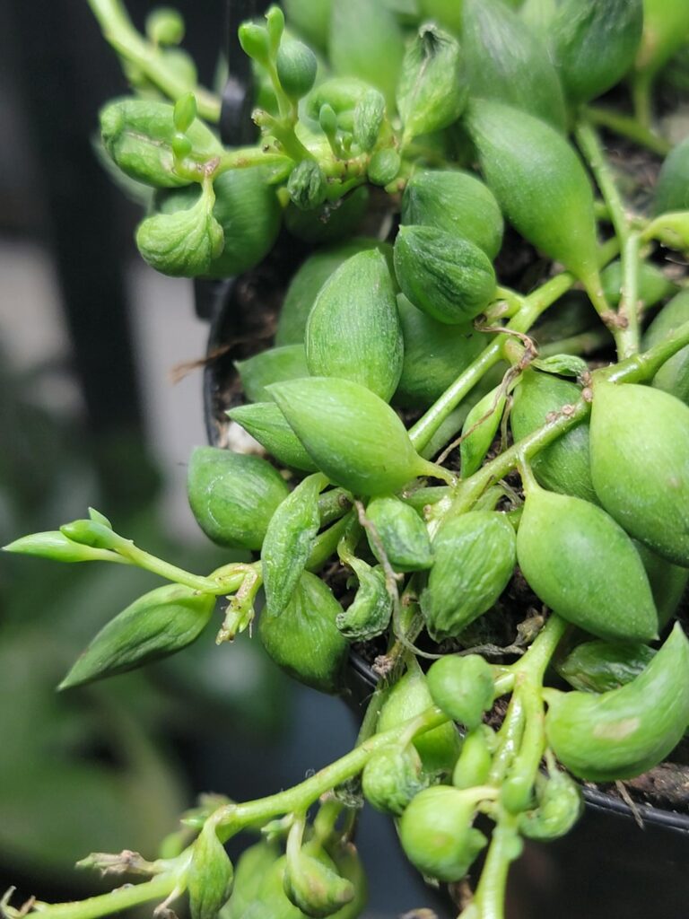 I'm devastated! All my pots of string of things are suddenly shriveling up, any advice?