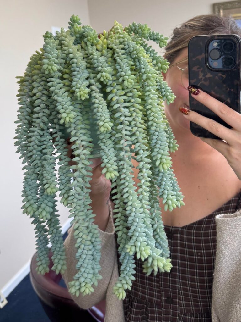 Lowkey my favorite plant! Nothing better than a full plump burros tail! Lowkey my favorite plant! Nothing better than a full plump burros tail!