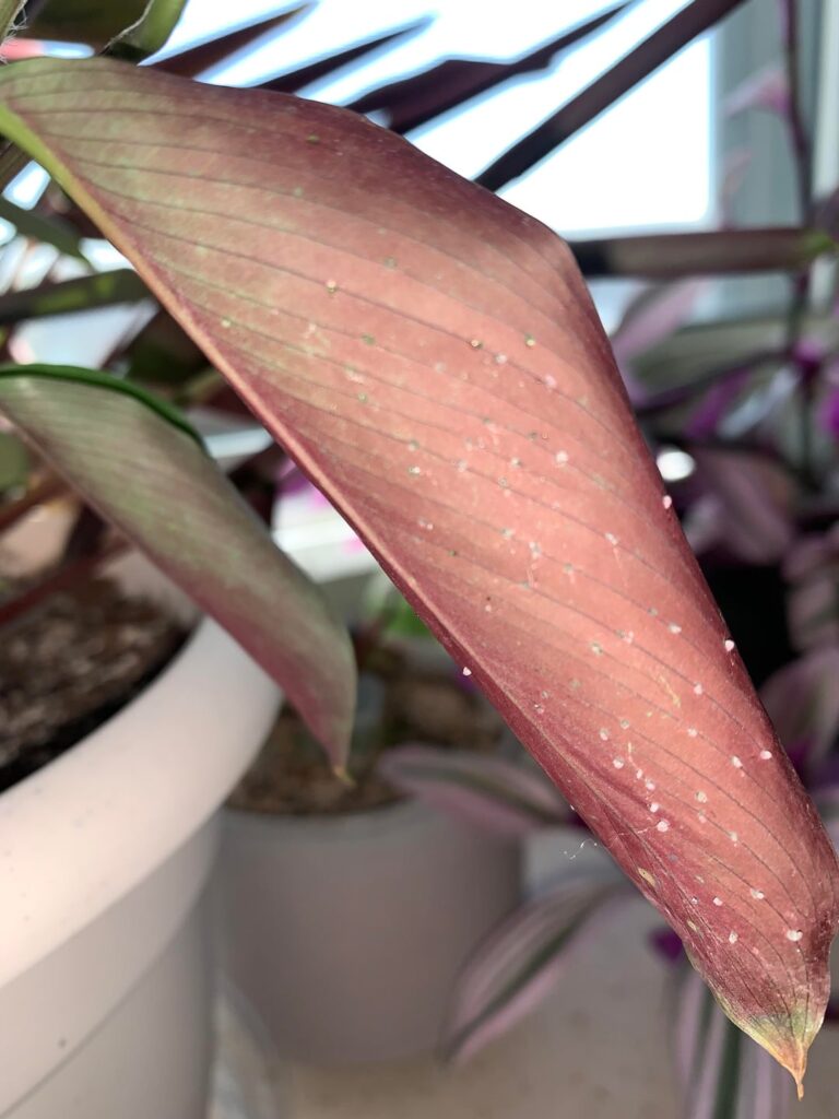 What are these? What are these?