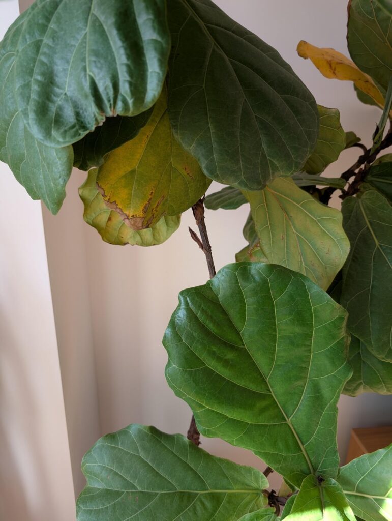 Leaves turning yellow and falling off. Leaves turning yellow and falling off.