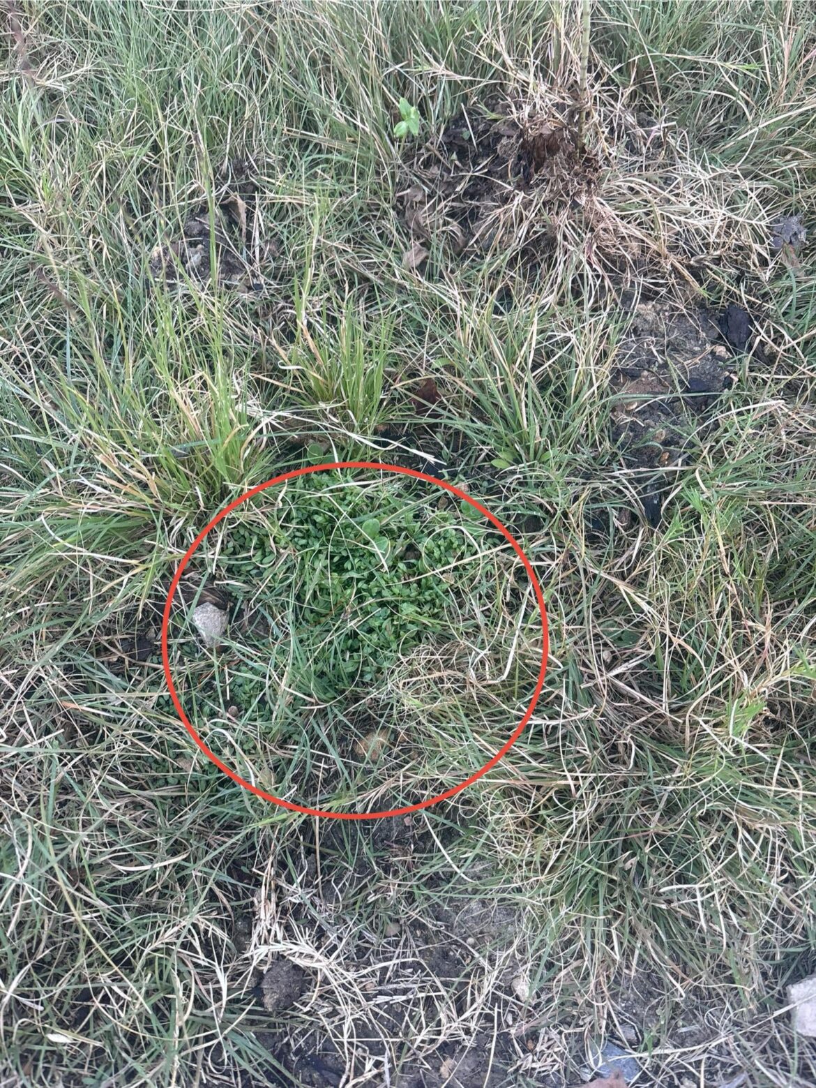 My young daughter upended a bag of wildflower seeds somewhere in the garden 10 days ago. See red circle