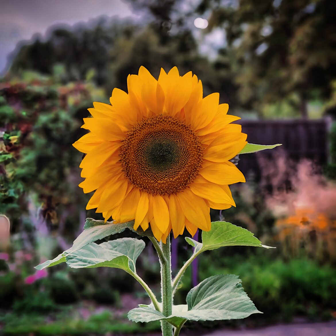 Sunflower is my spirit flower