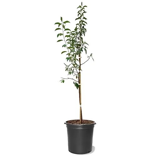 Apricot 'Superb' Tree