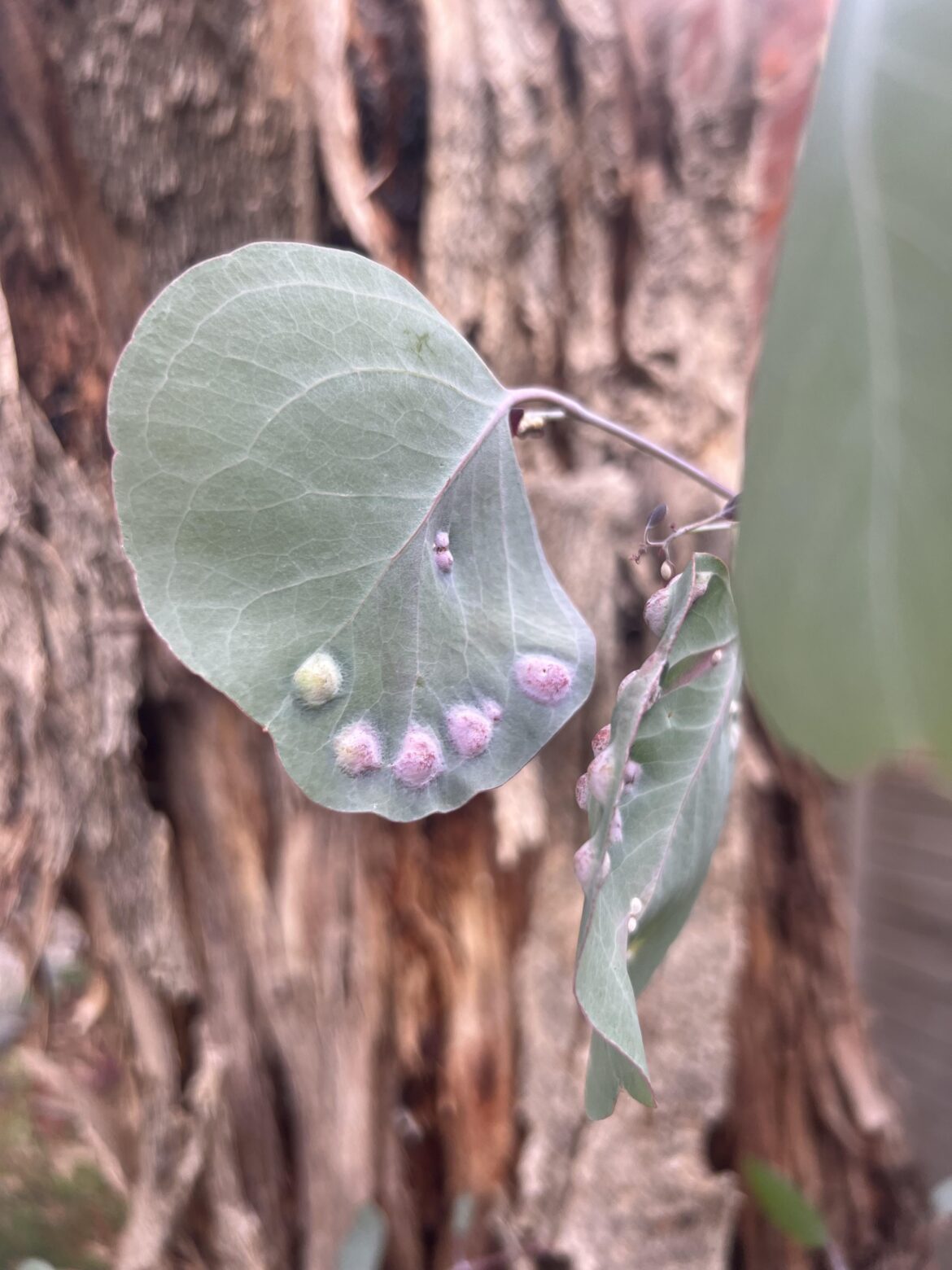 pink galls on eucalypt leaves—what exactly are they from?