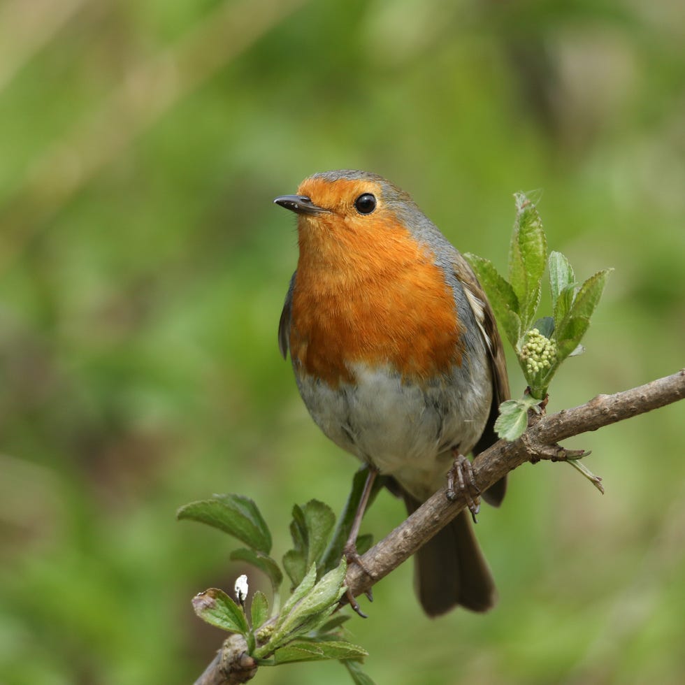 a robin (erithacus rubecula) perched on a branch of a elderberry tree in bud.