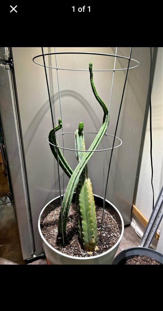 Found this on FB Marketplace 👀