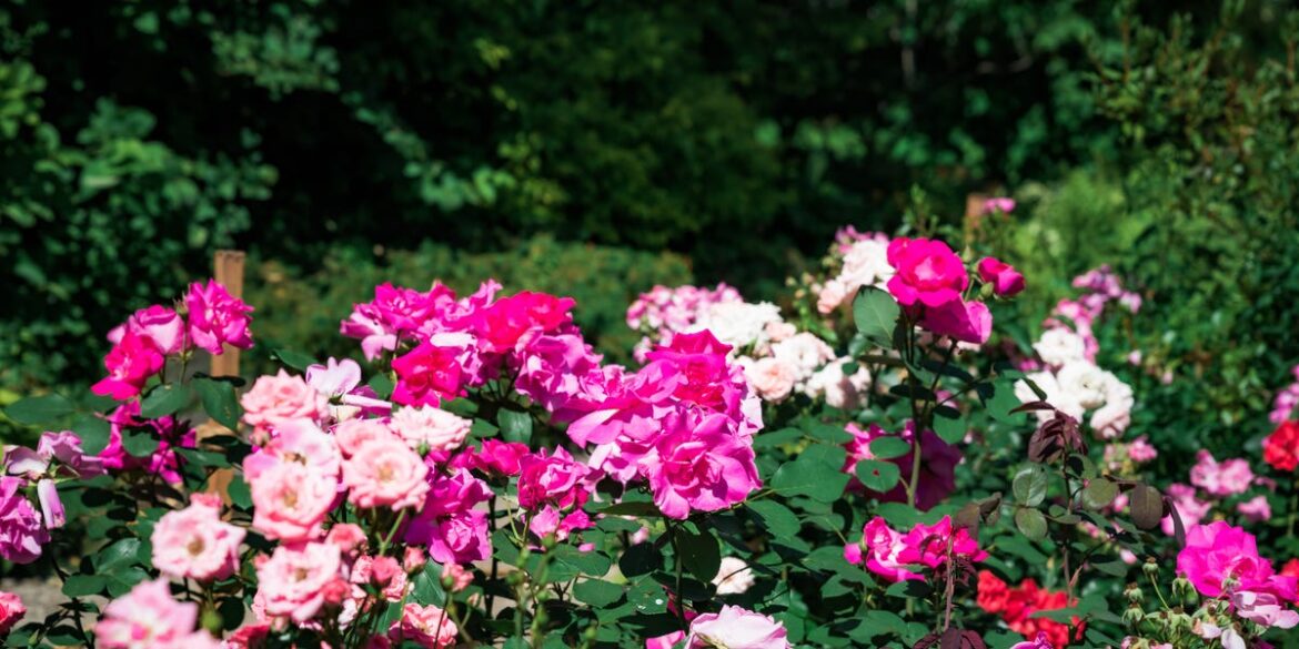 Top Flower Grown In UK Gardens Revealed – And Now Is The Best Time To Plant It Top Flower Grown In UK Gardens Revealed – And Now Is The Best Time To Plant It