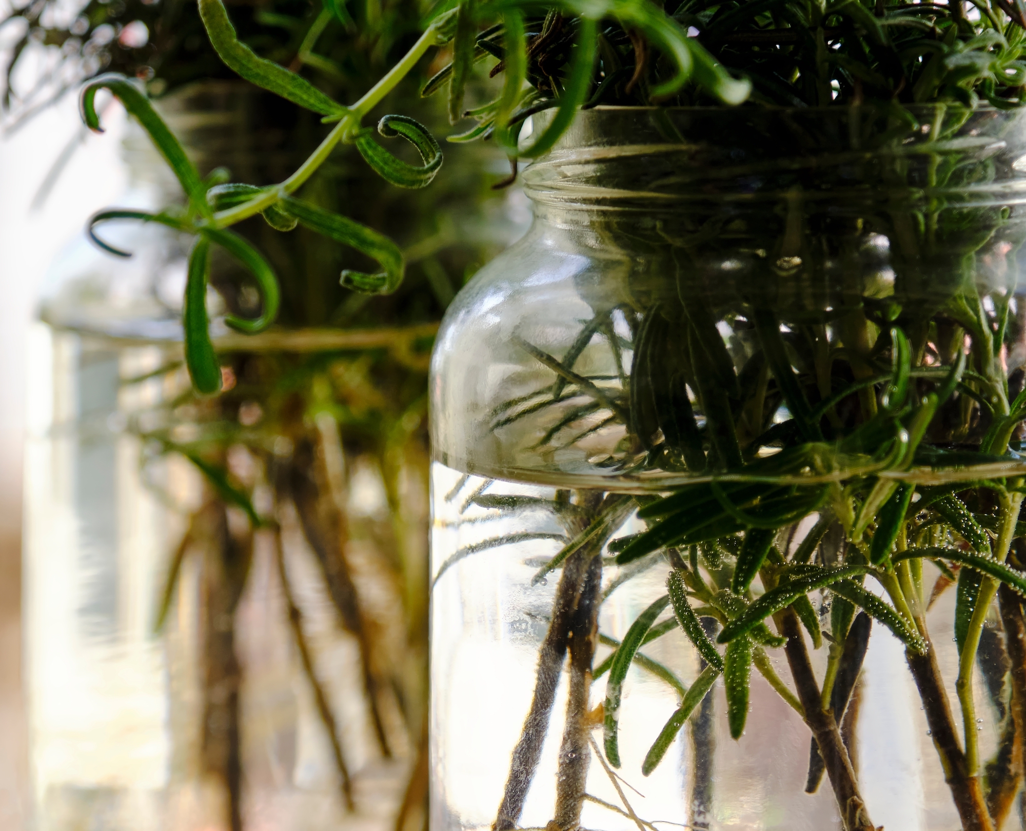 Rosemary cuttings rooting in water