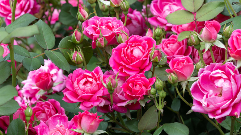 close up picture of knockout pink rosebush