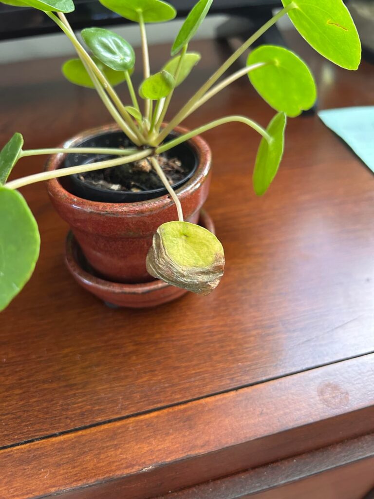 What wrong with my gfs plant? What wrong with my gfs plant?