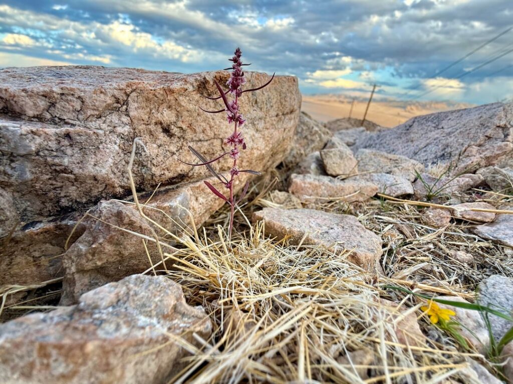 Found in the Californian Mojave Desert at an elevation of ~1,000m