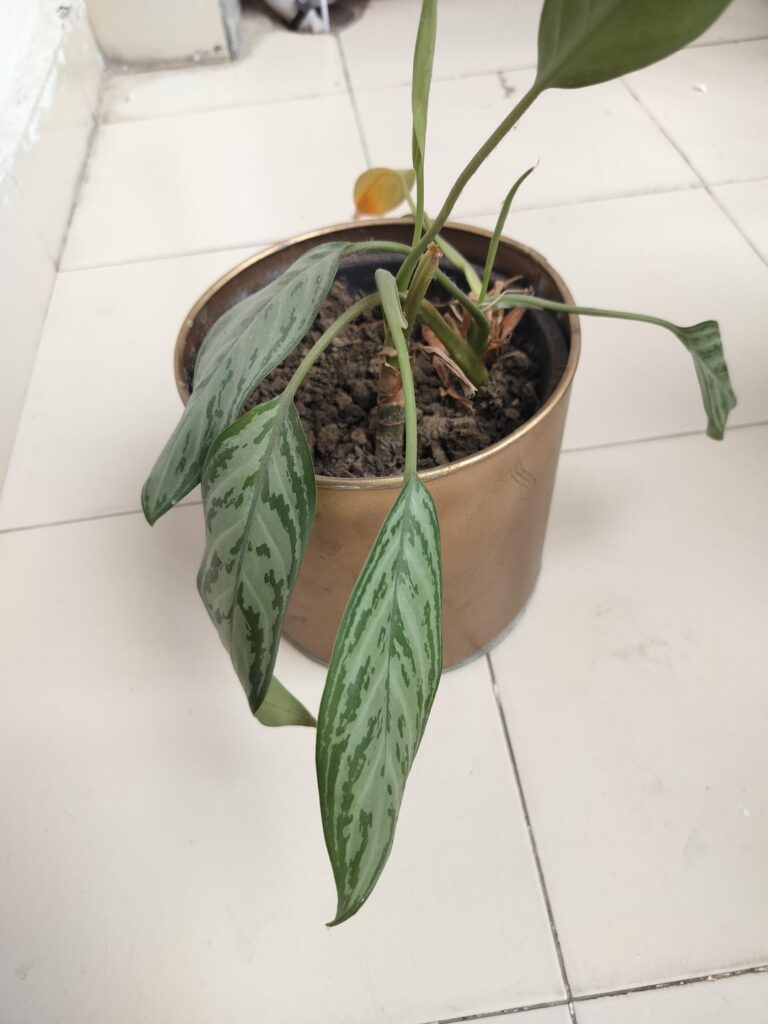 What should I do? What should I do?