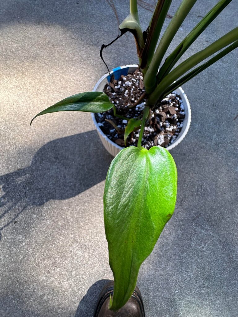 Did I accidentally pick up something “rare” from Lowe’s?