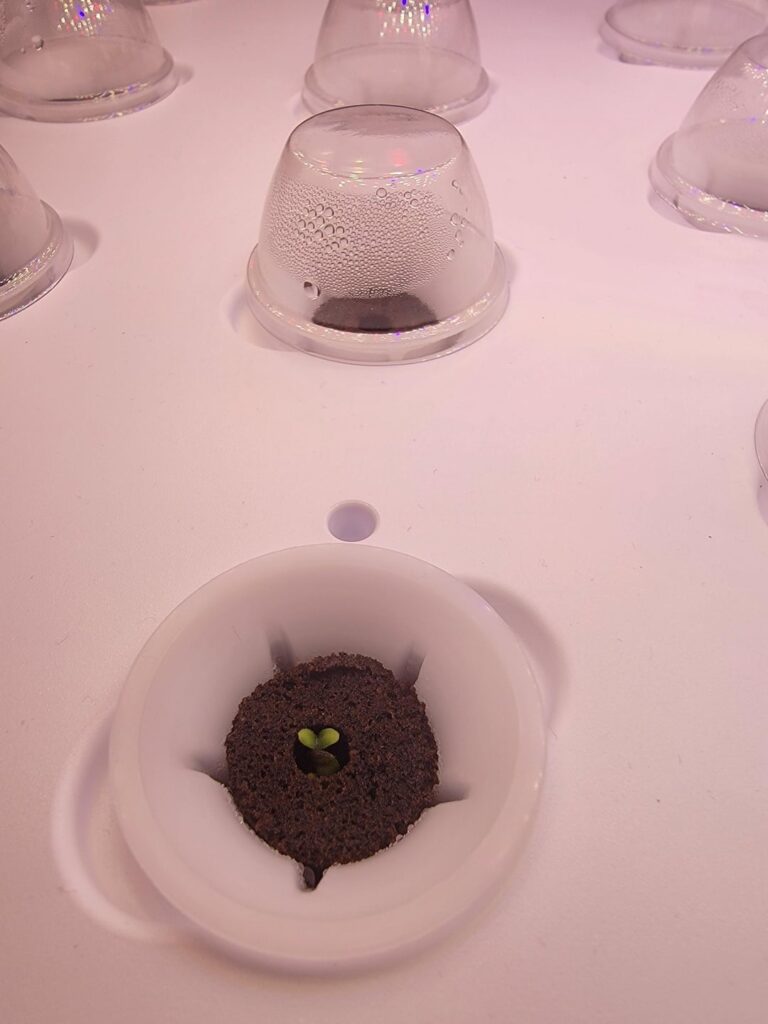 First time hydroponic First time hydroponic