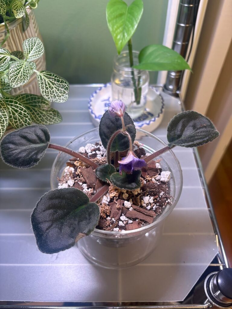 My first African Violet! From Dew Violets. Tips/feedback on set up and care welcome!