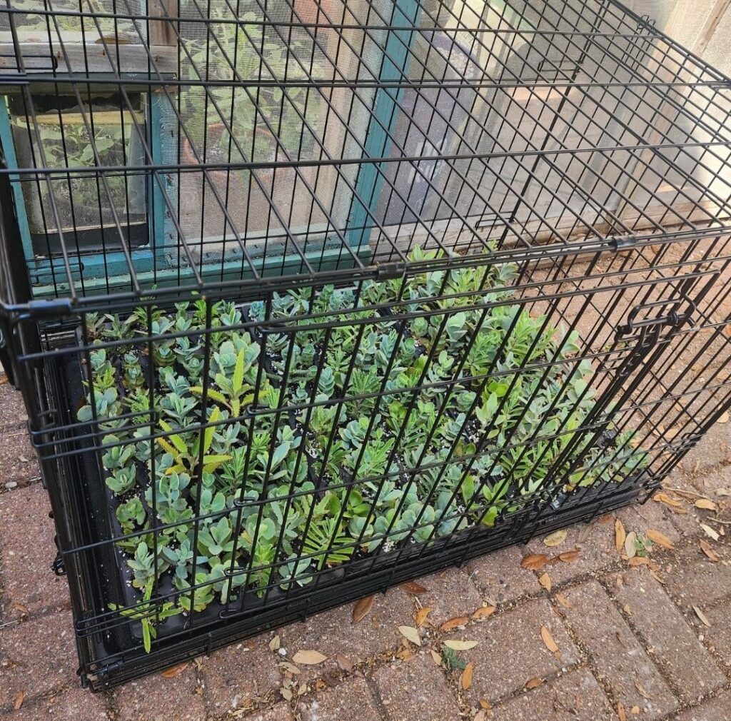 My solution to cats destroying my propagation trays