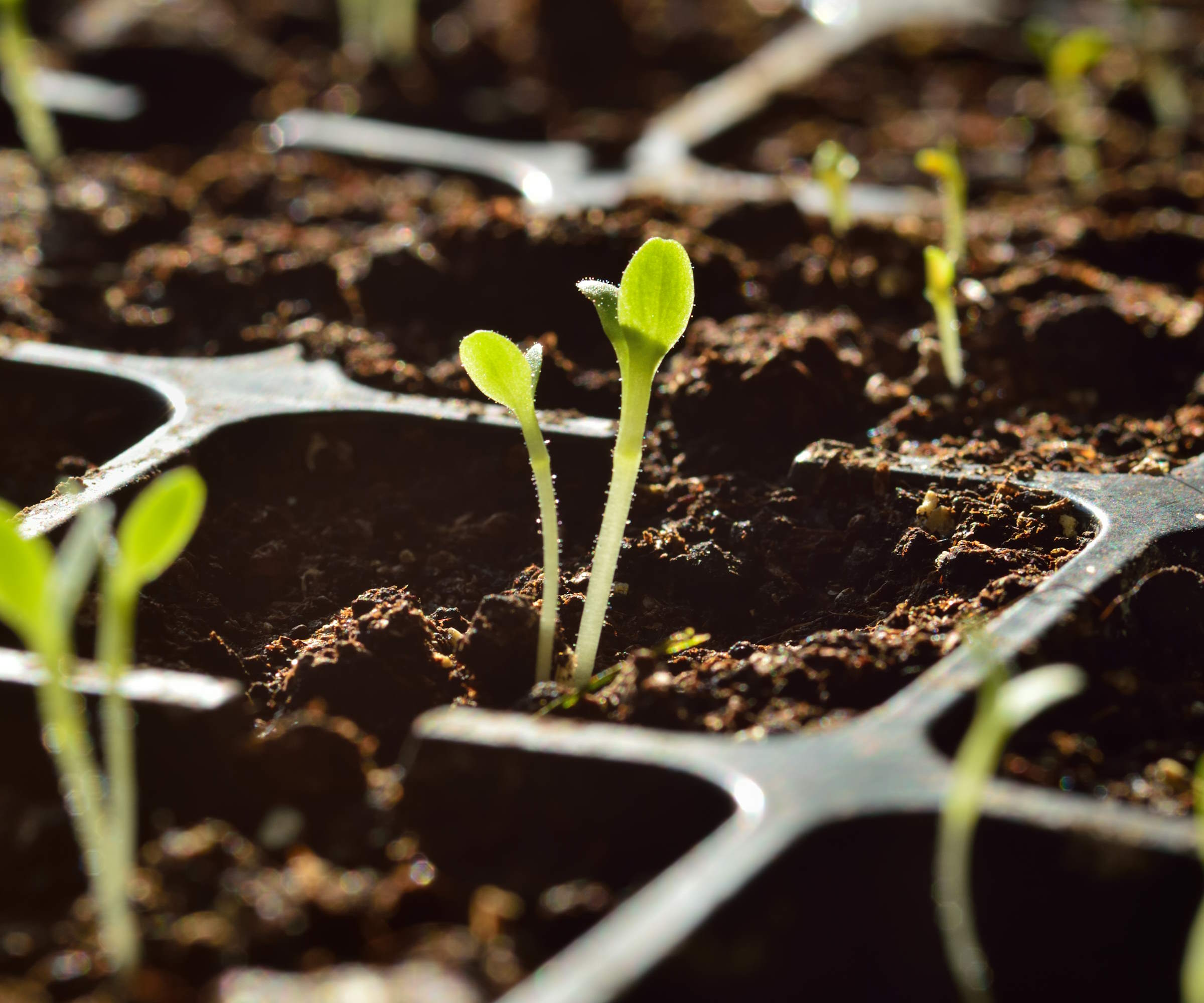 Seedlings germinating in a propagator