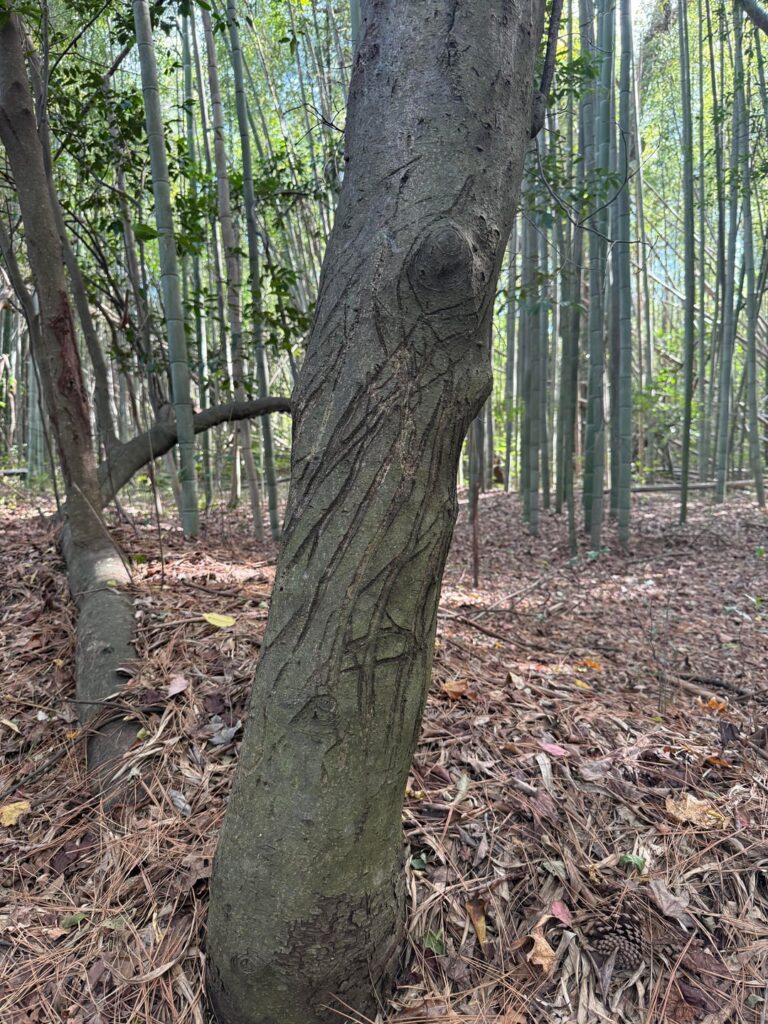 Help. Cat scratches?