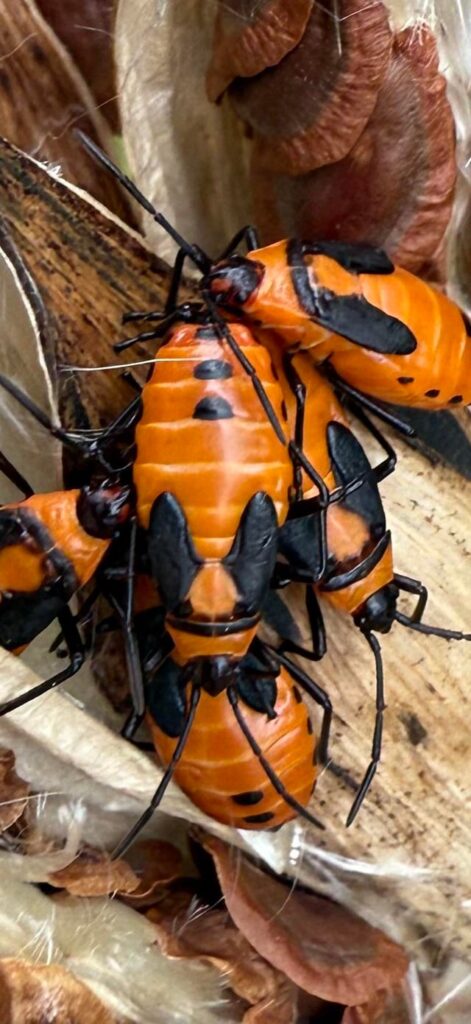 Large milkweed bugs!