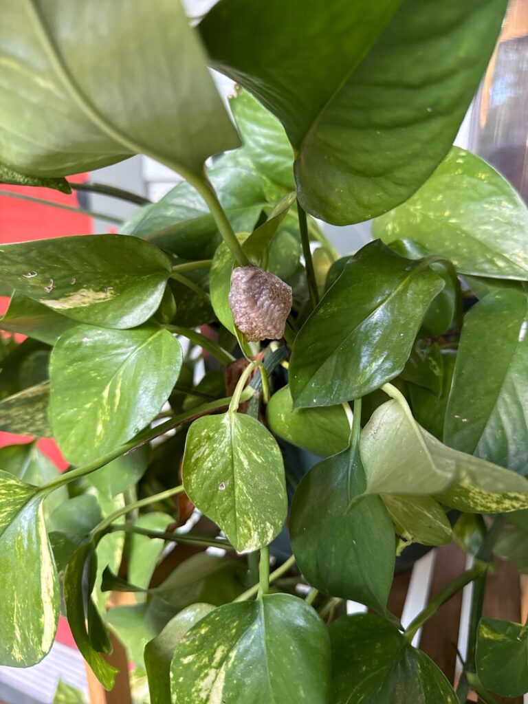 What is this growth? What is this growth?