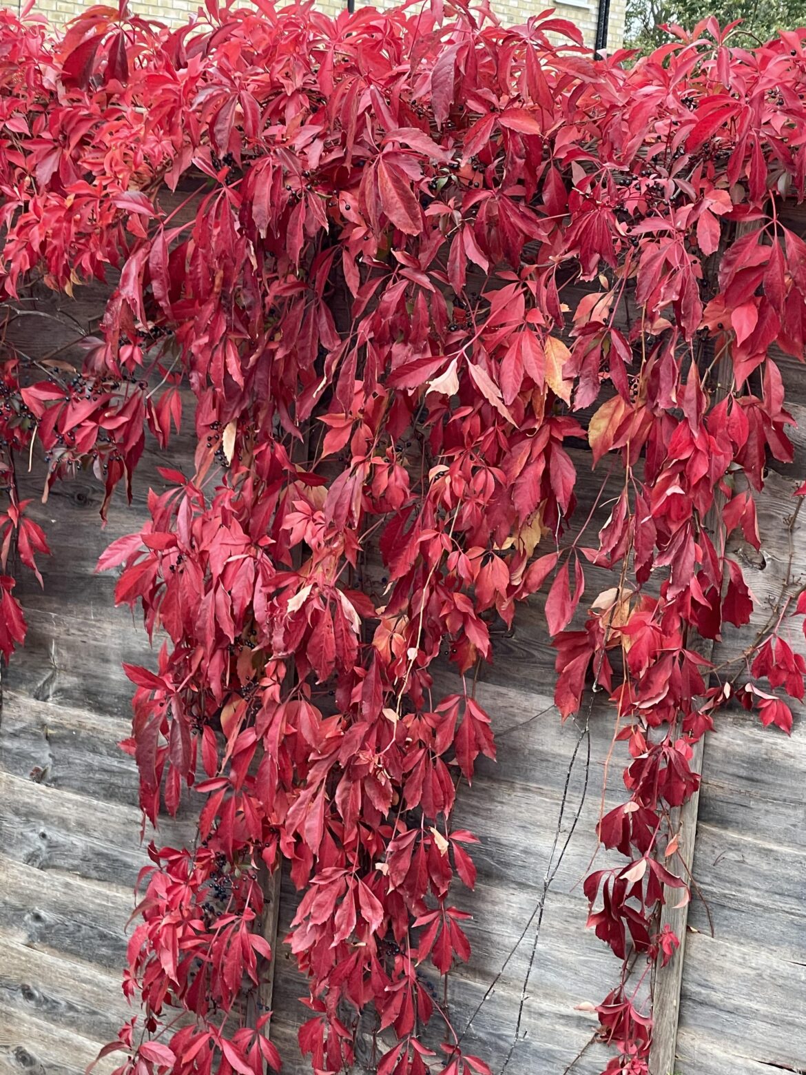 Super red plant?!