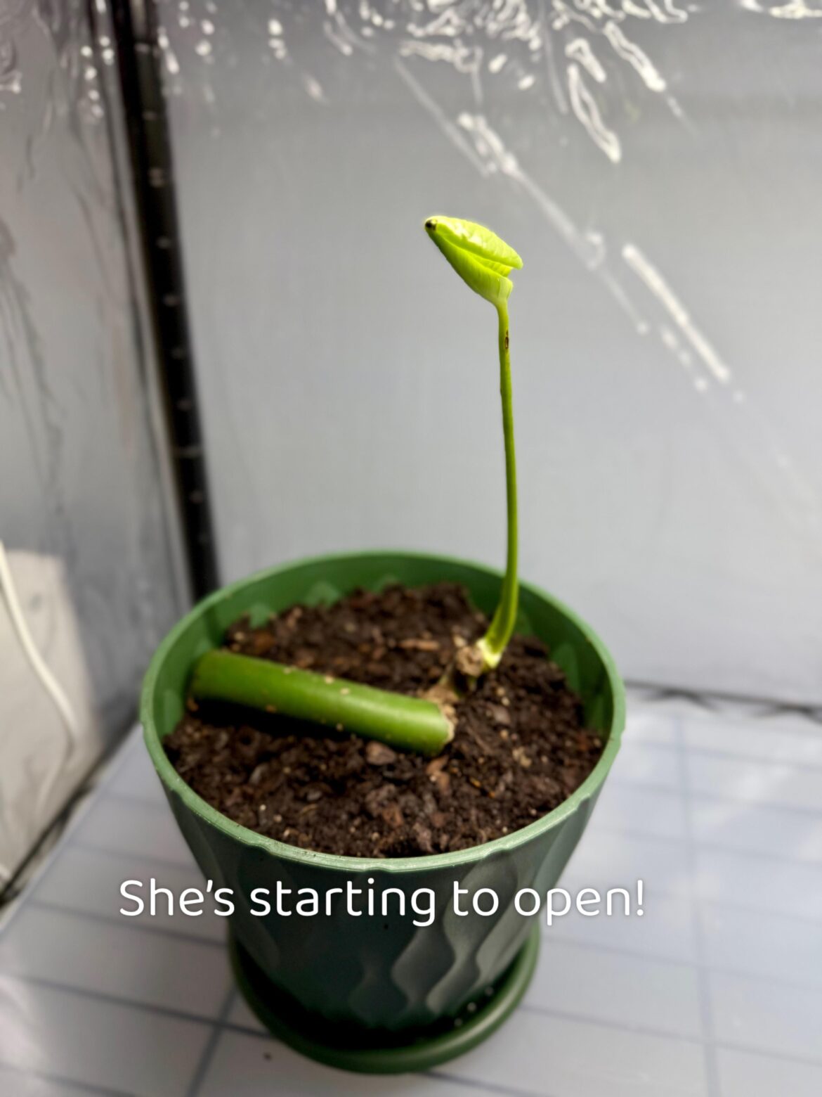 She’s starting to open! My 1st leaf 🥺