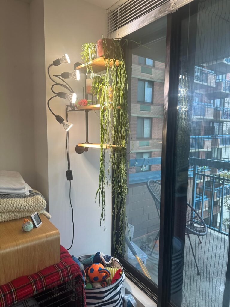 Linearis after a bath Linearis after a bath