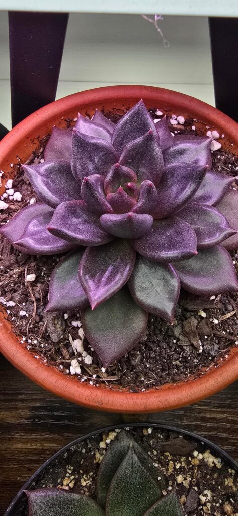 How do they look?