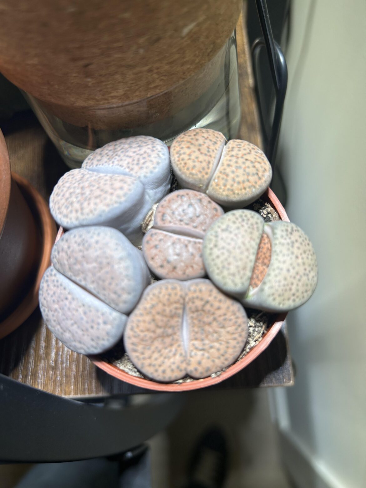 New plant. Repotting, separate? New plant. Repotting, separate?