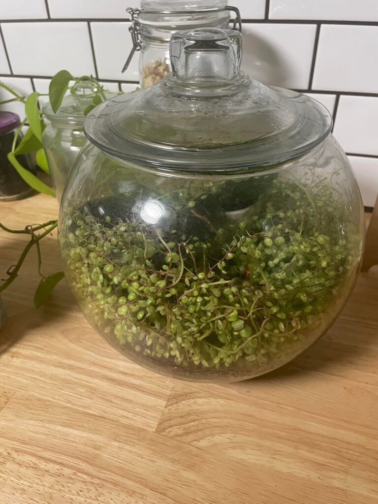 Started as a 3 inch struggling string