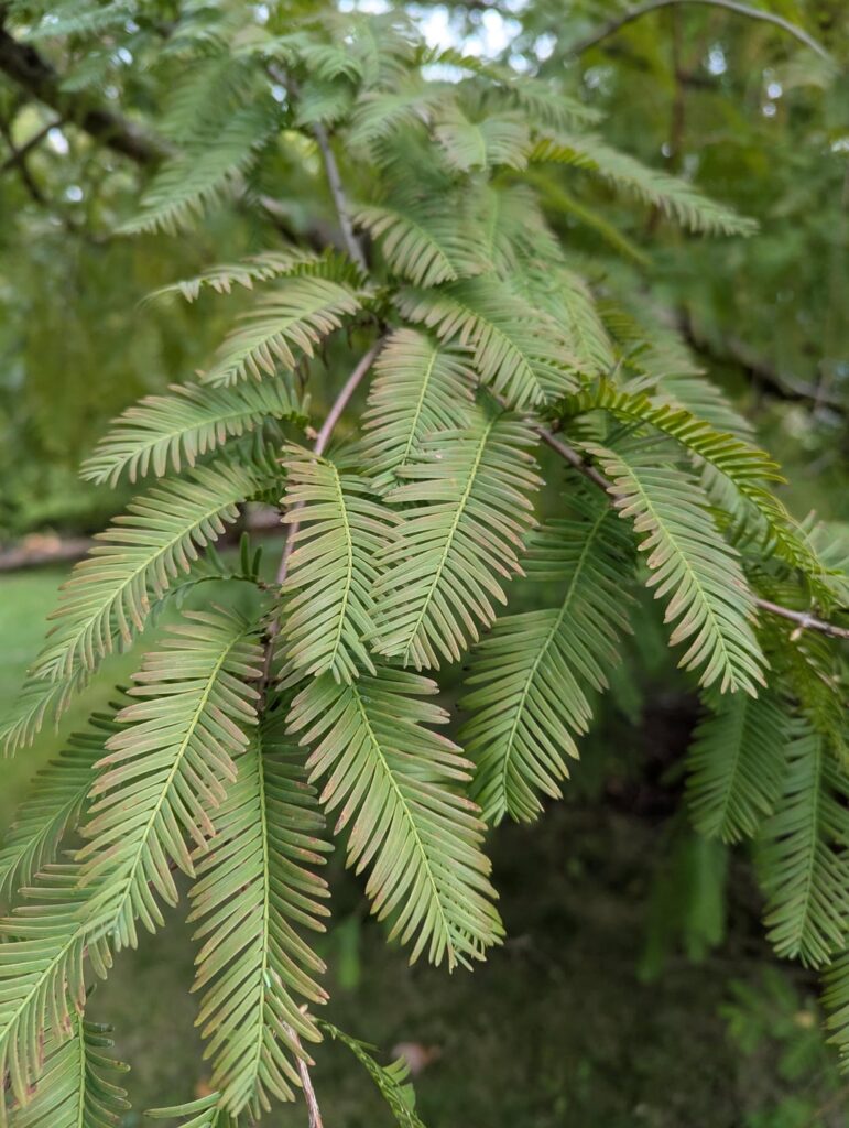 Interesting tree, have feather soft foliage like evergreen, but would change color and drop like deciduous, do you know what is this beautiful tree ?
