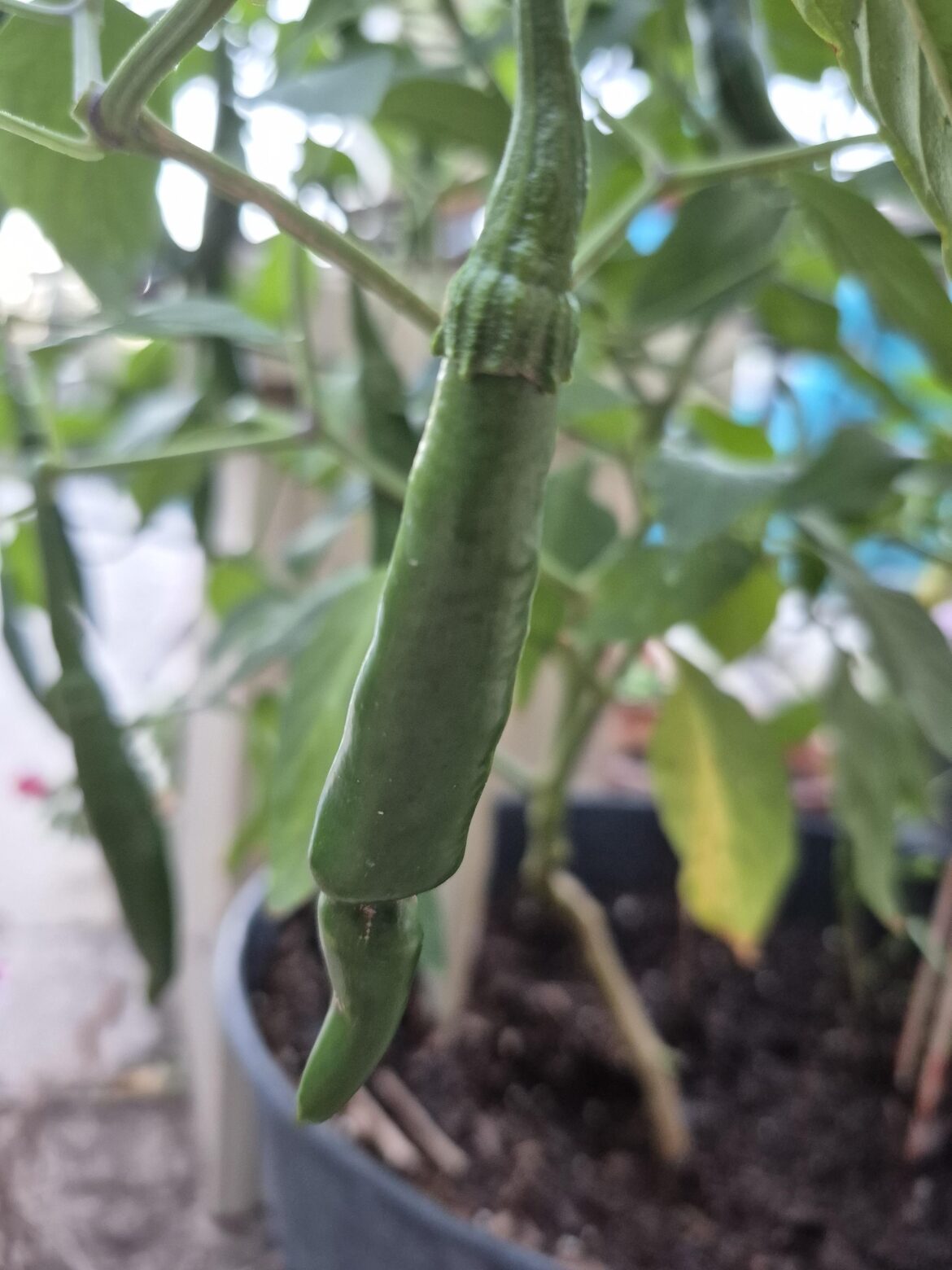 ☠️💀Happy Halloween