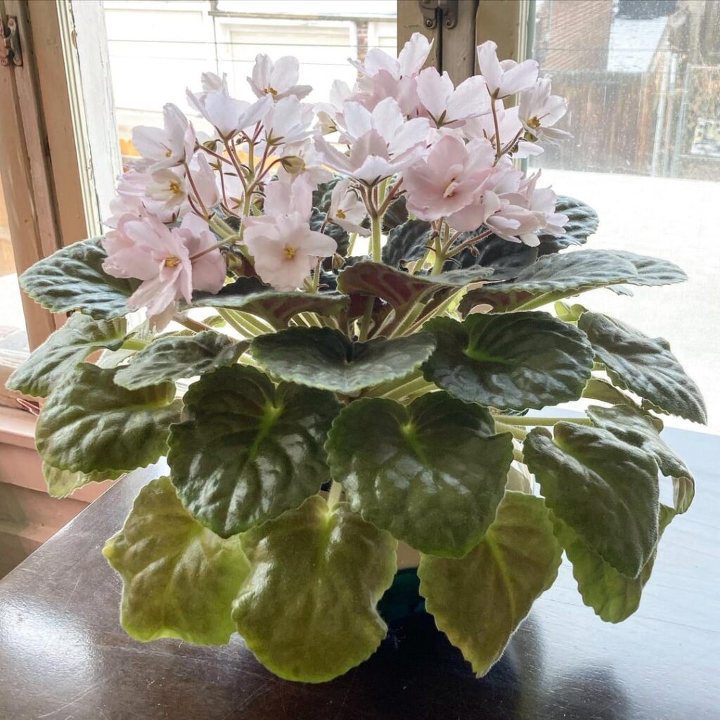 Fondly remember when my African Violet collection was truly the happiest in the winters when I lived in an apartment built in 1914 with original steam radiators set to 90 because back then is was assumed you would have the windows open anyway for air circulation. Fondly remember when my African Violet collection was truly the happiest in the winters when I lived in an apartment built in 1914 with original steam radiators set to 90 because back then is was assumed you would have the windows open anyway for air circulation.