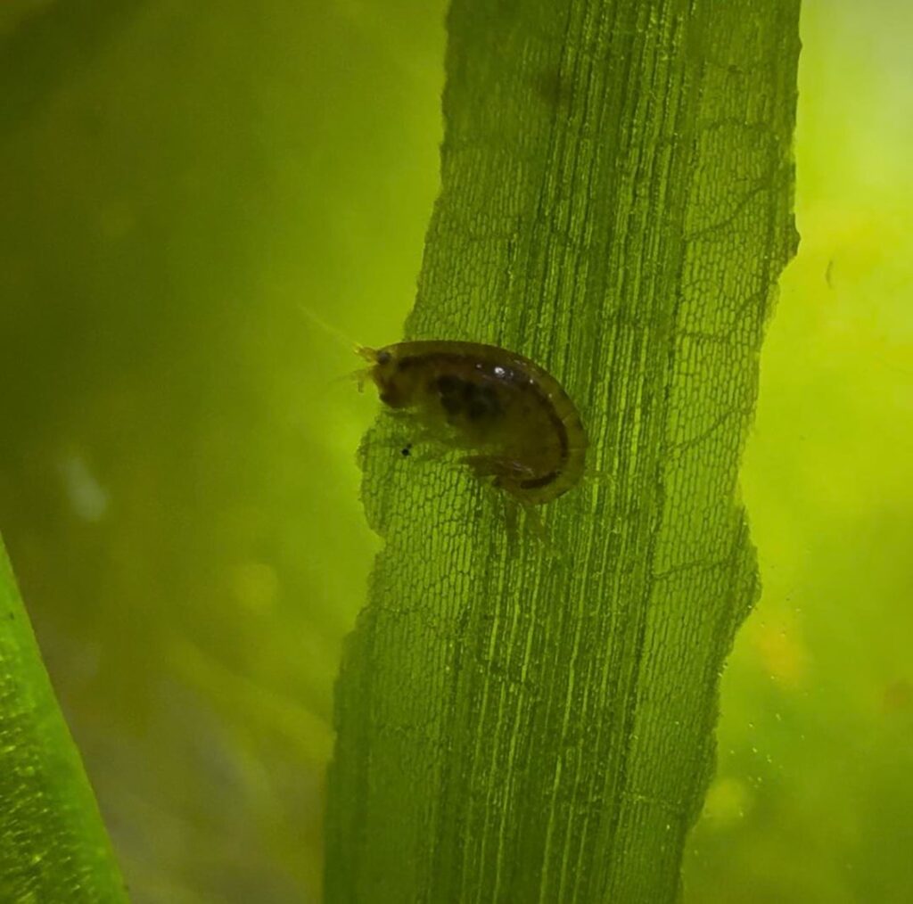 Enjoy the critters in my 5 week old freshwater Florida jar